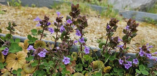 gundermann gundelrebe garten