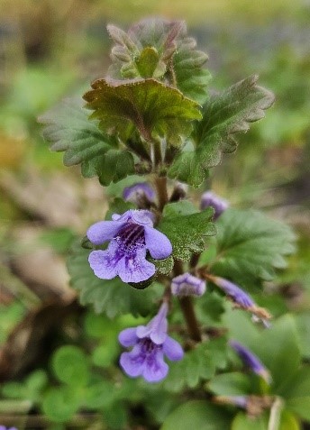 gundermann gundelrebe hochkant