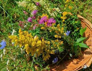 Kräuterpädagogik Ausbildung Korb Sommerkräuter