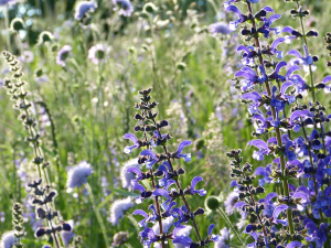 Kräuterpädagogik Ausbildung Modul Aromakunde und Ätherische Öle