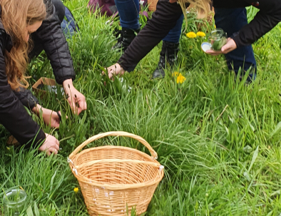 Kräuterpädagogik Ausbildung Kräutersammeln